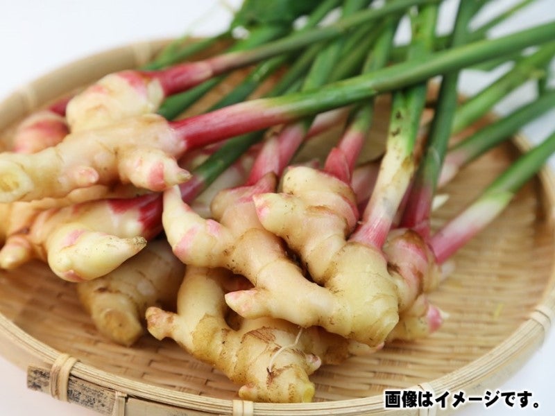 葉しょうが