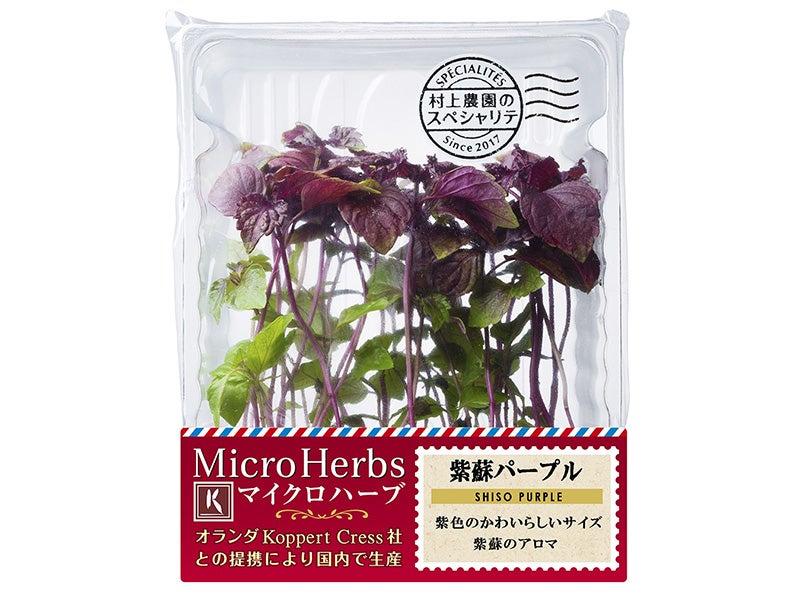 【マイクロハーブ】紫蘇パープル　1パック